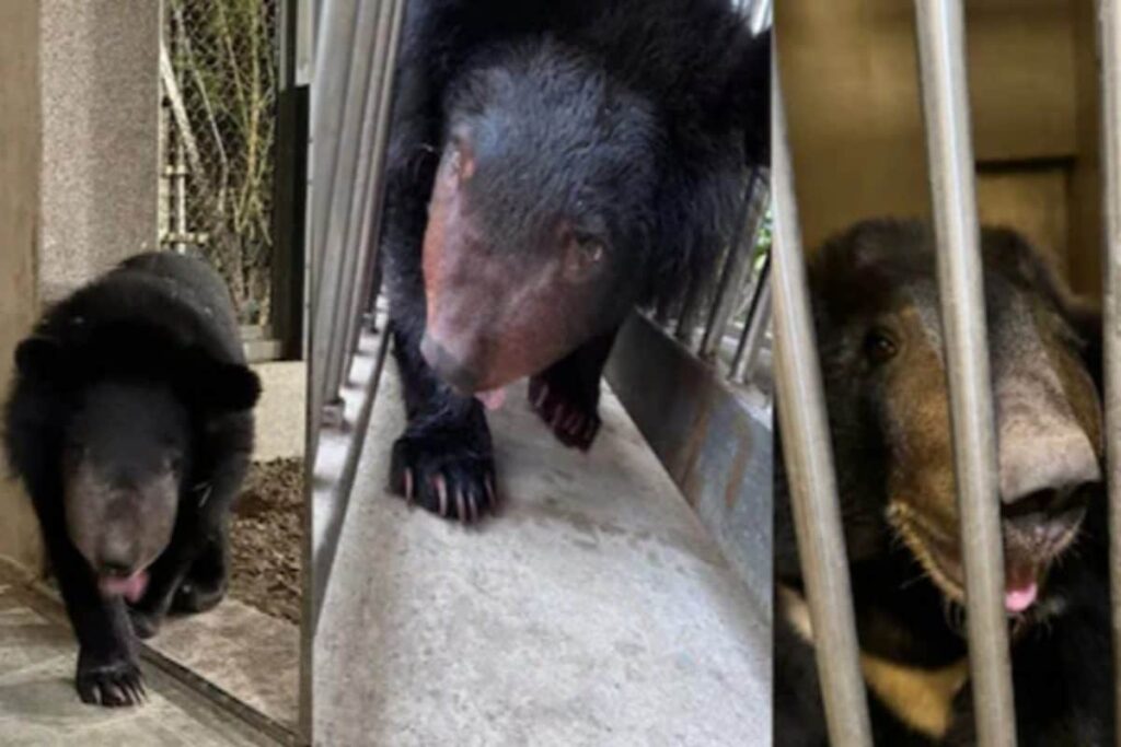 Vantara Success Story: Treatment for Malnourishment of Rescued Asiatic Black Bears