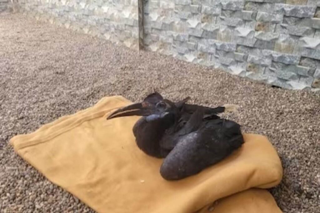 Vantara Success Story: Rescued Hornbill Back in ‘Pecking Order’ after Treatment of Beak Fracture