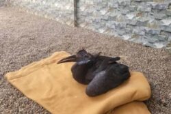 Vantara Success Story: Rescued Hornbill Back in ‘Pecking Order’ after Treatment of Beak Fracture