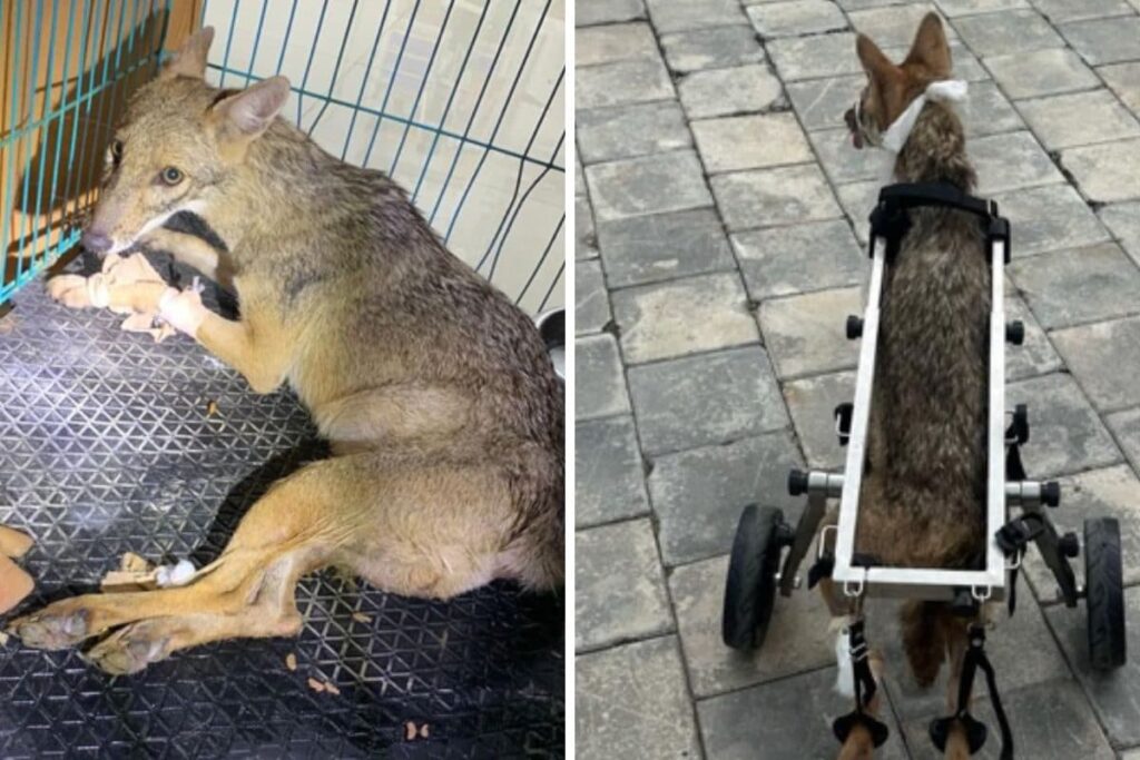 A Success Story from Anant Ambani’s Vantara: Injured Wild Jackal Recovers, Is Now Thriving