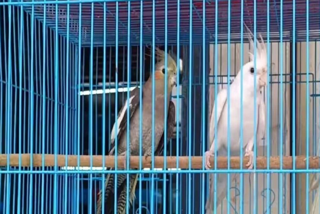 Why Visakhapatnam Is Seeing Surge In Pet Stores