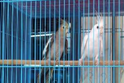 Why Visakhapatnam Is Seeing Surge In Pet Stores