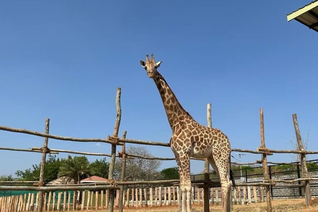 Gauri, The Lonely Giraffe At Bannerghatta National Park, Finally Gets A Companion