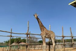 Gauri, The Lonely Giraffe At Bannerghatta National Park, Finally Gets A Companion