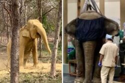 Hot Oil Massage, Jacuzzi & Ragi Ke Laddoo: Vantara’s Rescue Camp Provides Second Chance at Life to Over 200 Elephants