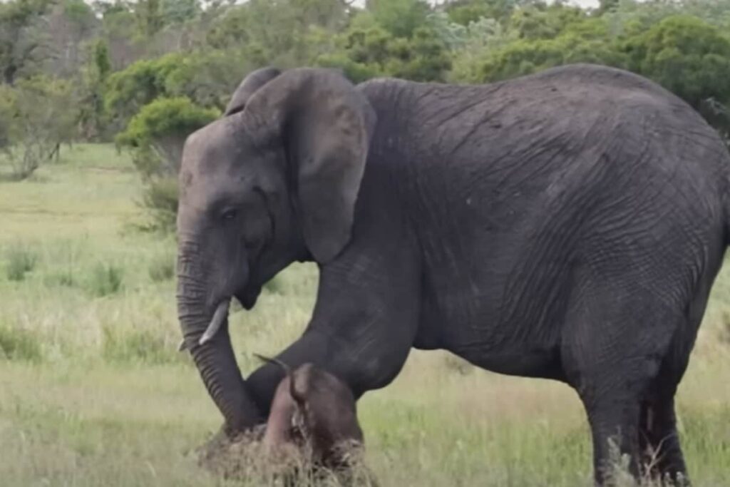 Kerala Govt Hands Over Rs 10 Lakh Aid to Family of Man Killed in Elephant Attack Near Munnar