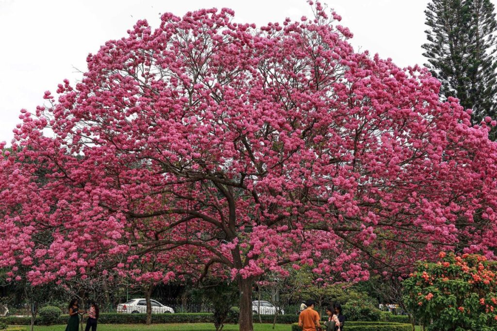 'Mindless Development': Why Karnataka Govt Scrapped Plan to Build Multi-storey in Bengaluru’s Cubbon Park