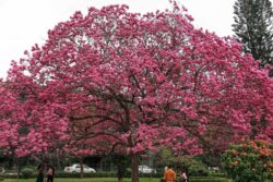 'Mindless Development': Why Karnataka Govt Scrapped Plan to Build Multi-storey in Bengaluru’s Cubbon Park