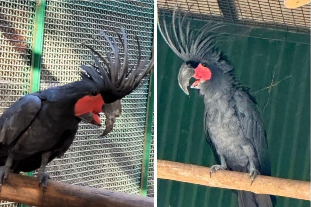 Sweet Sound of Success Echoes in Anant Ambani’s Vantara As Palm Cockatoo 'Luna' Gets Cured