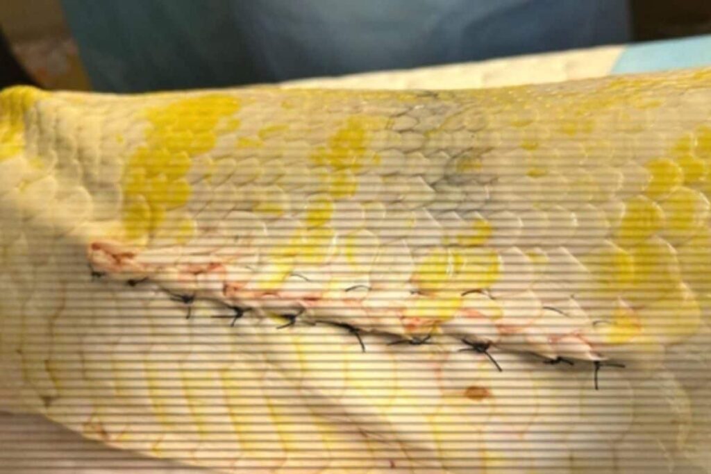 Vantara Success Story: Burmese Python Undergoes Surgery, Post-operative Care for Coelomic Abscess