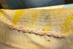 Vantara Success Story: Burmese Python Undergoes Surgery, Post-operative Care for Coelomic Abscess