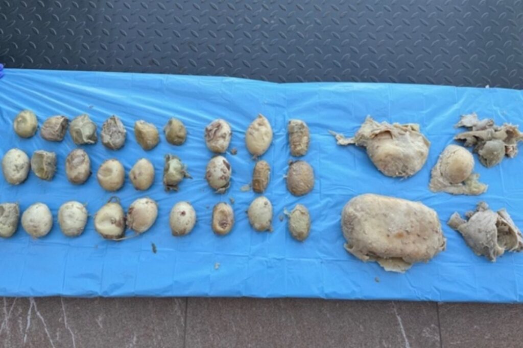 Vantara Success Story: Sera, the Burmese Python, Treated for Reproductive Disorder Caused by Forced Breeding