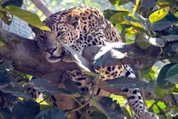 Leopard Population Stabilises, But Big Cat Numbers Record Decline in Shivalik Hills, Gangetic Plains