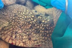 Vantara’s Story of Fynn-tastic Recovery: How Saltwater Crocodile Was Treated for Cheek Injury