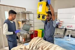 Vantara Success Story: Rescued White Tiger Overcomes Renal Impairment And Thrives