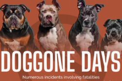 Centre Directs States To Ban 23 Breeds of Ferocious Dogs | In GFX