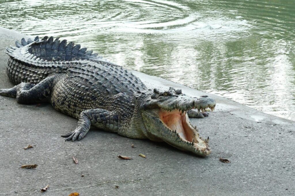 Crocodile Ventures Out of Powai Lake, then Returns; Creates Panic Among Some Onlookers