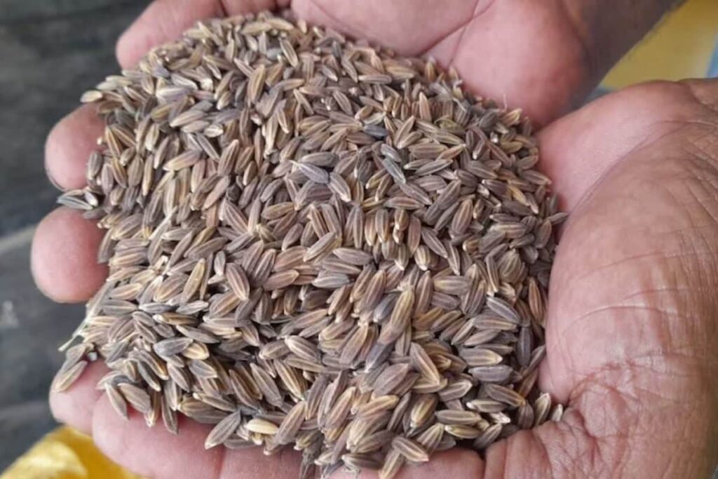 In Tamil Nadu's Thiruvarur, Farmer Cultivates Rice That's Believed To Fight Cancer