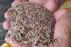 In Tamil Nadu's Thiruvarur, Farmer Cultivates Rice That's Believed To Fight Cancer