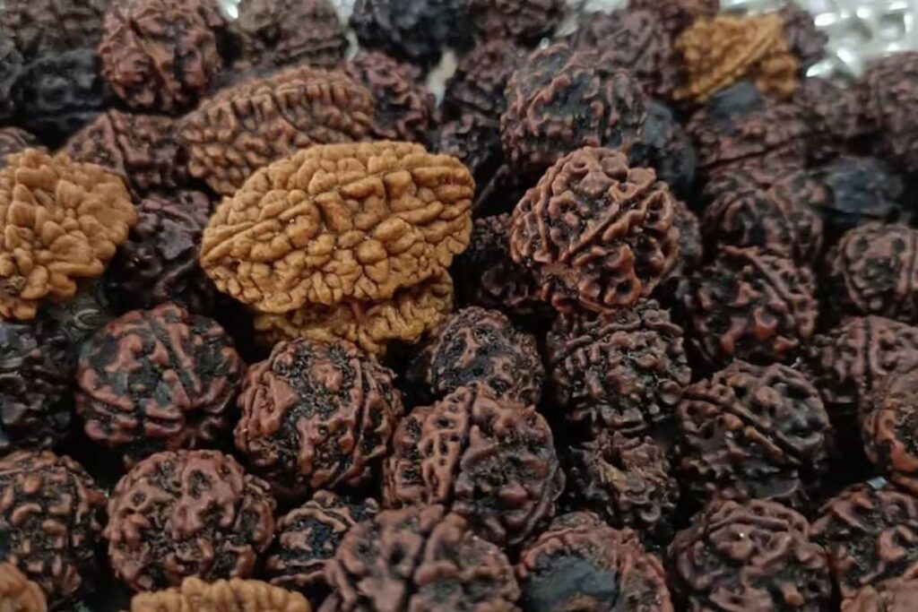 Rudraksha Exhibition In Telangana's Warangal; Check Venue And Dates