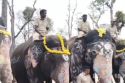 Mathigodu Elephant Camp In Karnataka’s Kodagu District Decalred A Tourist Spot