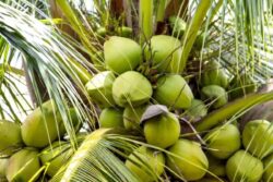 Andhra's Chittoor Farmer Shares How To Avoid Spread Of Virus In Coconuts