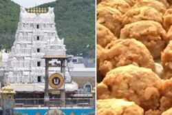 All About The Famous Laadus Prasadam At Tirumala's Sri Venkateswara Swamy Temple