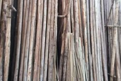 In Andhra Pradesh, Entrepreneur Makes Lakhs In A Year Through Nilgiri Bamboo Business