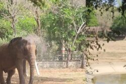 This Mysuru Zoo Installs ACs, Fans For Animals To Protect Them From Heat