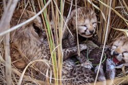 Science-Wise | 12 Cubs Born But When Will India’s Captive Cheetahs Be Wild and Free