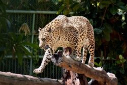 Leopard Escapes From Enclosure In Pune's Zoological Park; Efforts To Trace It Underway