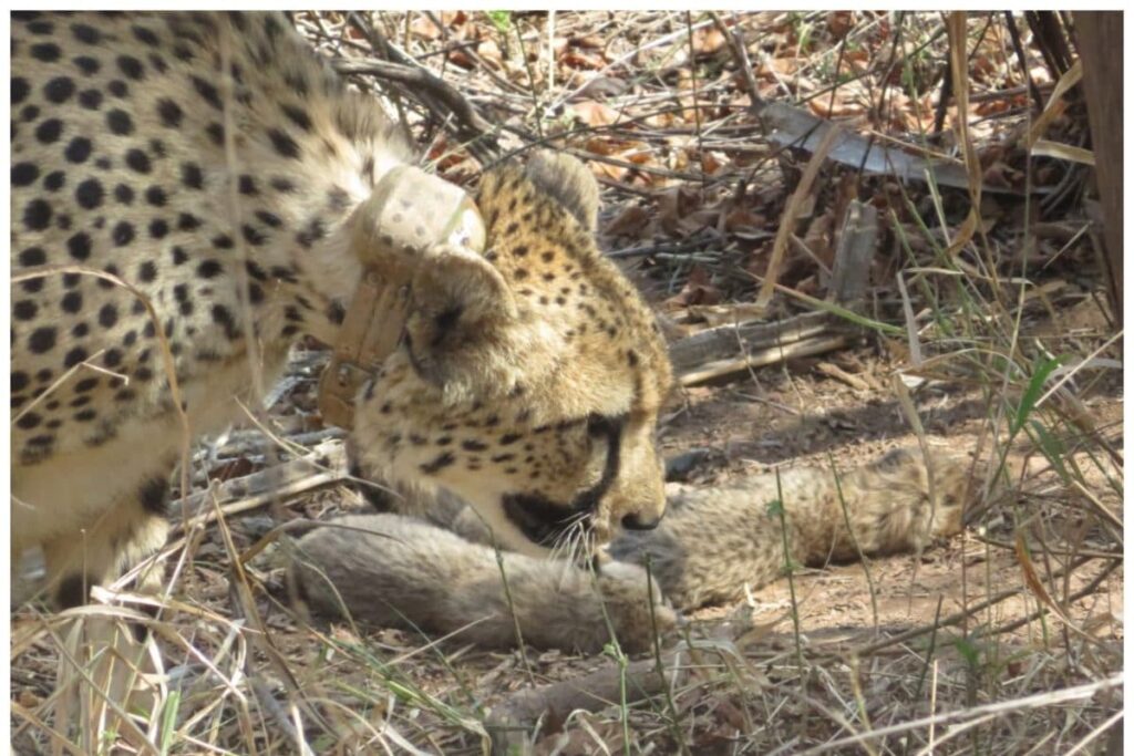 Big Cat Count in India Rises to 26 As Cheetah Gamini Gives Birth to Five Cubs at MP’s Kuno National Park