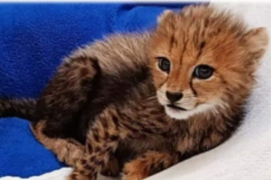 India’s First-born Cheetah Cub Year Old in Captivity, But Chances in the Wild 'Slim', Say Experts
