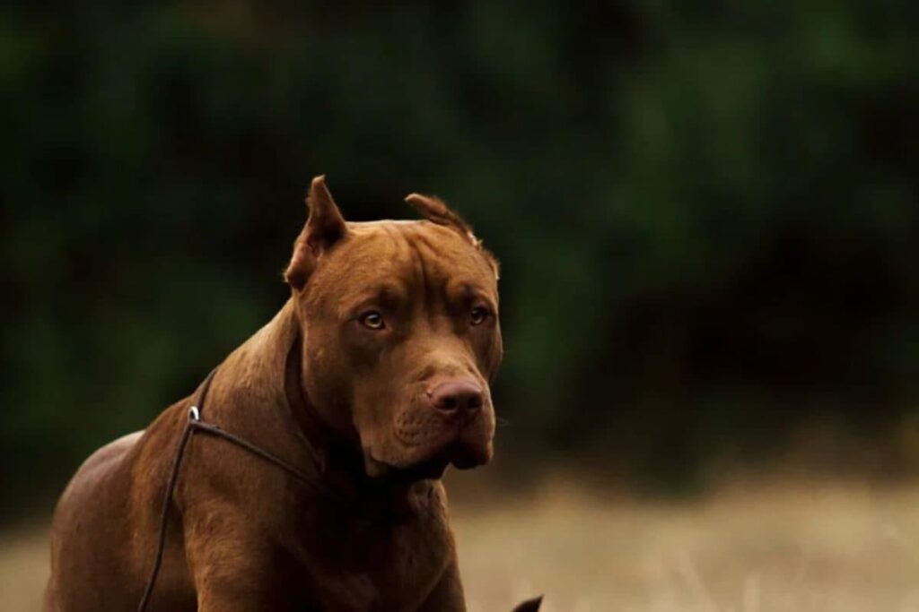 Centre Proposes Ban on Import, Breeding, Selling of 'Ferocious' Dog Breeds