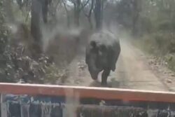 Chilling Video Shows Rhino Chasing Vehicle For Nearly 1.5km in Assam's Manas National Park | Watch