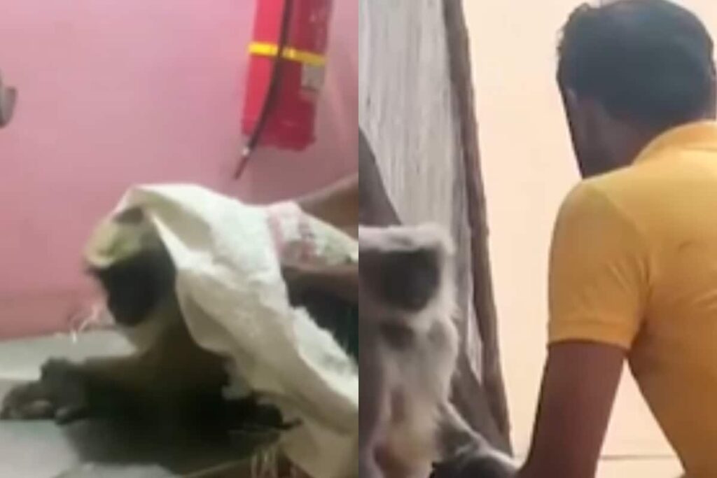 In Karnataka's Belagavi, Farmer Takes Injured Monkey To Hospital