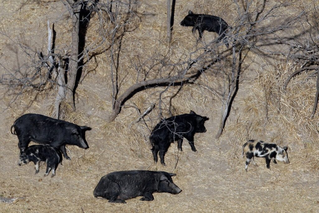 1 Dead, 6 Injured After Wild Pig Goes on Rampage in Jharkhand Village