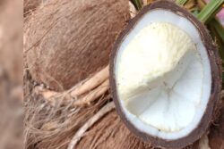 In Tamil Nadu's Theni, This Coconut Flower Is Believed To Treat Liver-related Diseases