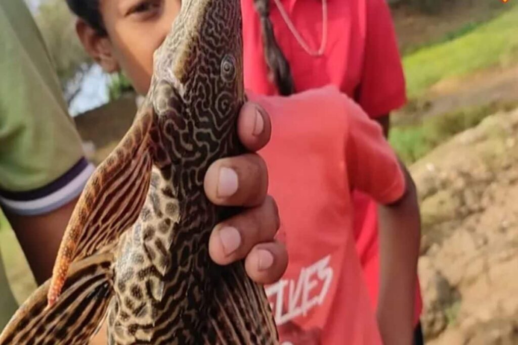 In Tamil Nadu, Fish Species Found In South America Spotted In Thamirabarani River