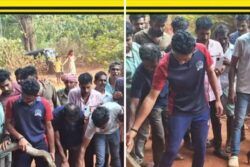 In Dakshin Kannada Village, 13-foot-long King Cobra Rescued