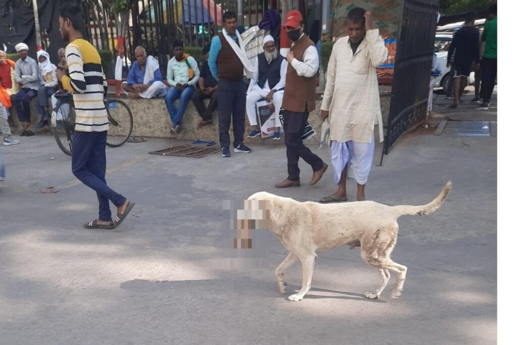 Stray Dog Carrying Severed Hand Causes Panic in Lucknow Hospital