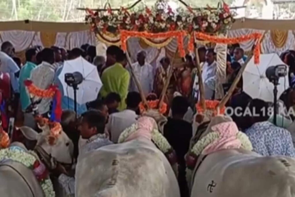 In Karnataka's Arekal, Couple Marries In Front Of Hallikar Bulls, Seeks Their Blessings