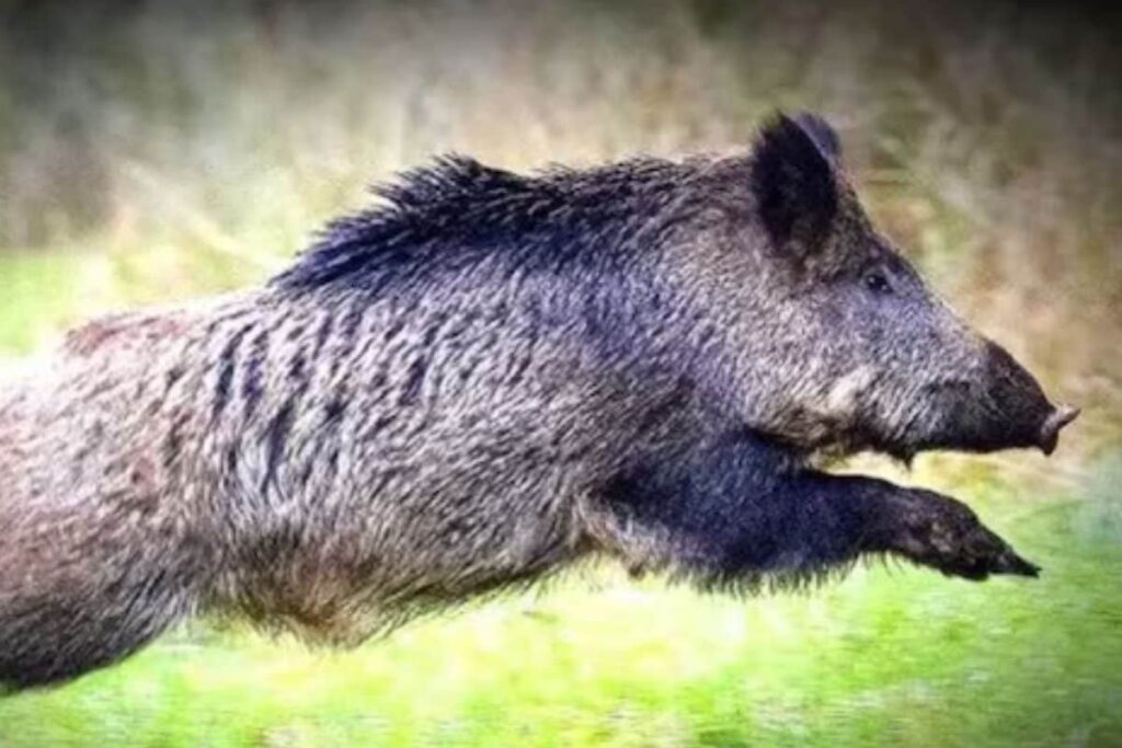 What This East Godavari Farmer Is Doing To Keep Wild Animals Away From His Farm