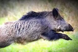 What This East Godavari Farmer Is Doing To Keep Wild Animals Away From His Farm