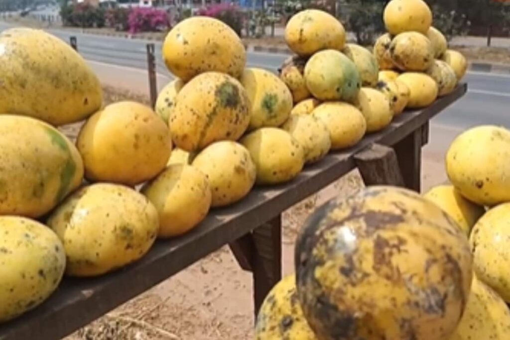 In Andhra Pradesh's East Godavari, Mangoes Arrive In The Market Ahead Of Summer Season