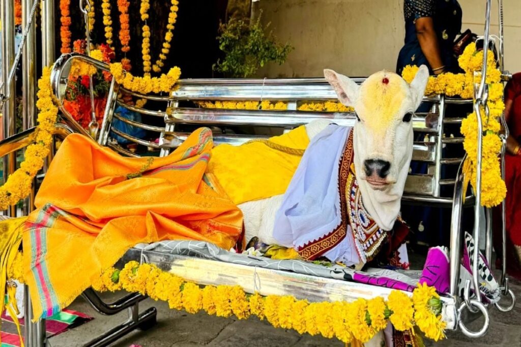 In Telangana's Karimnagar, Couple Hosts Grand Naming Ceremony For Calf