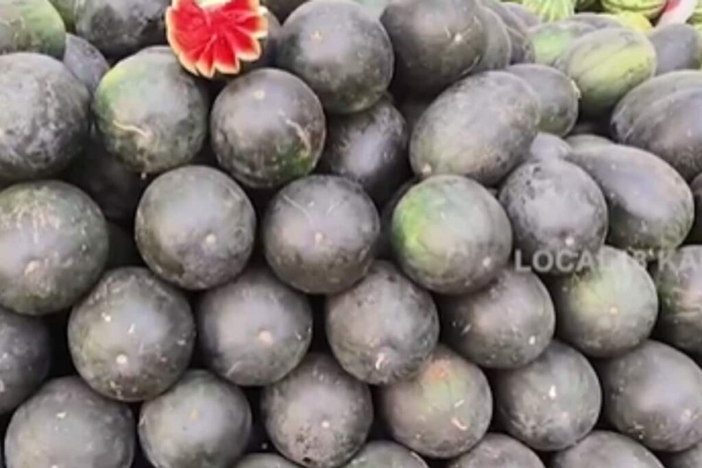 In Karnataka's Hassan, Watermelon Prices Surge Amid Rising Temperatures