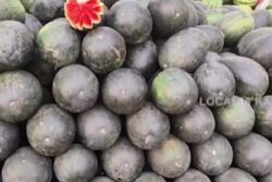 In Karnataka's Hassan, Watermelon Prices Surge Amid Rising Temperatures