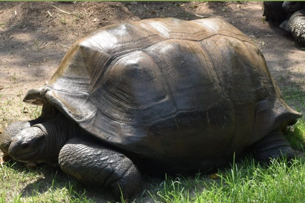 Hyderabad Zoo’s Star Tortoise Chanakya Dies At the Age of 125