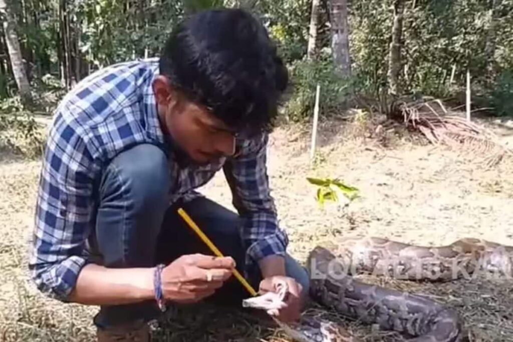 Unconscious Python Resurrected Using Artificial Respiration In Karnataka